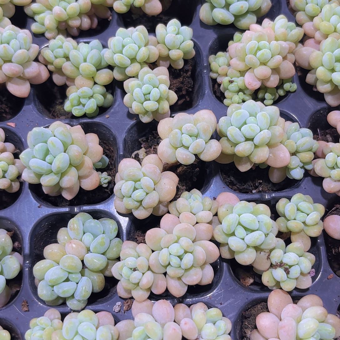 小穴苗洛可可2米2颗