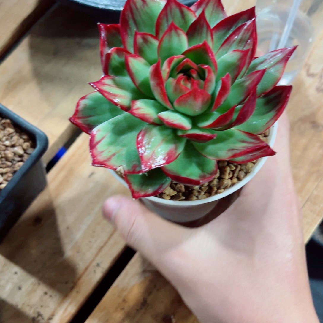 惊鸿仙子多肉植物