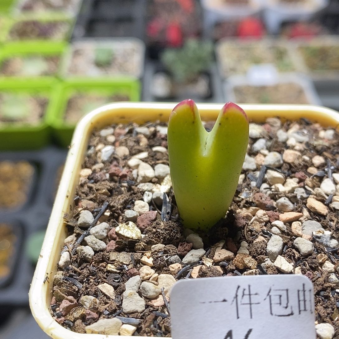 黄色红边比卡丘多肉植物46号