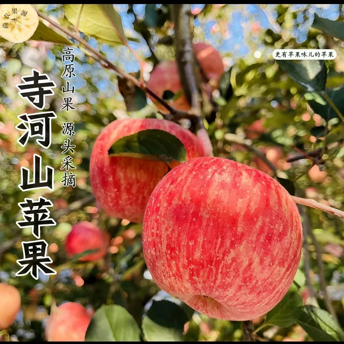 【邮政助农】河南灵宝寺河山SOD富硒红富士苹果脆甜多汁普通装
