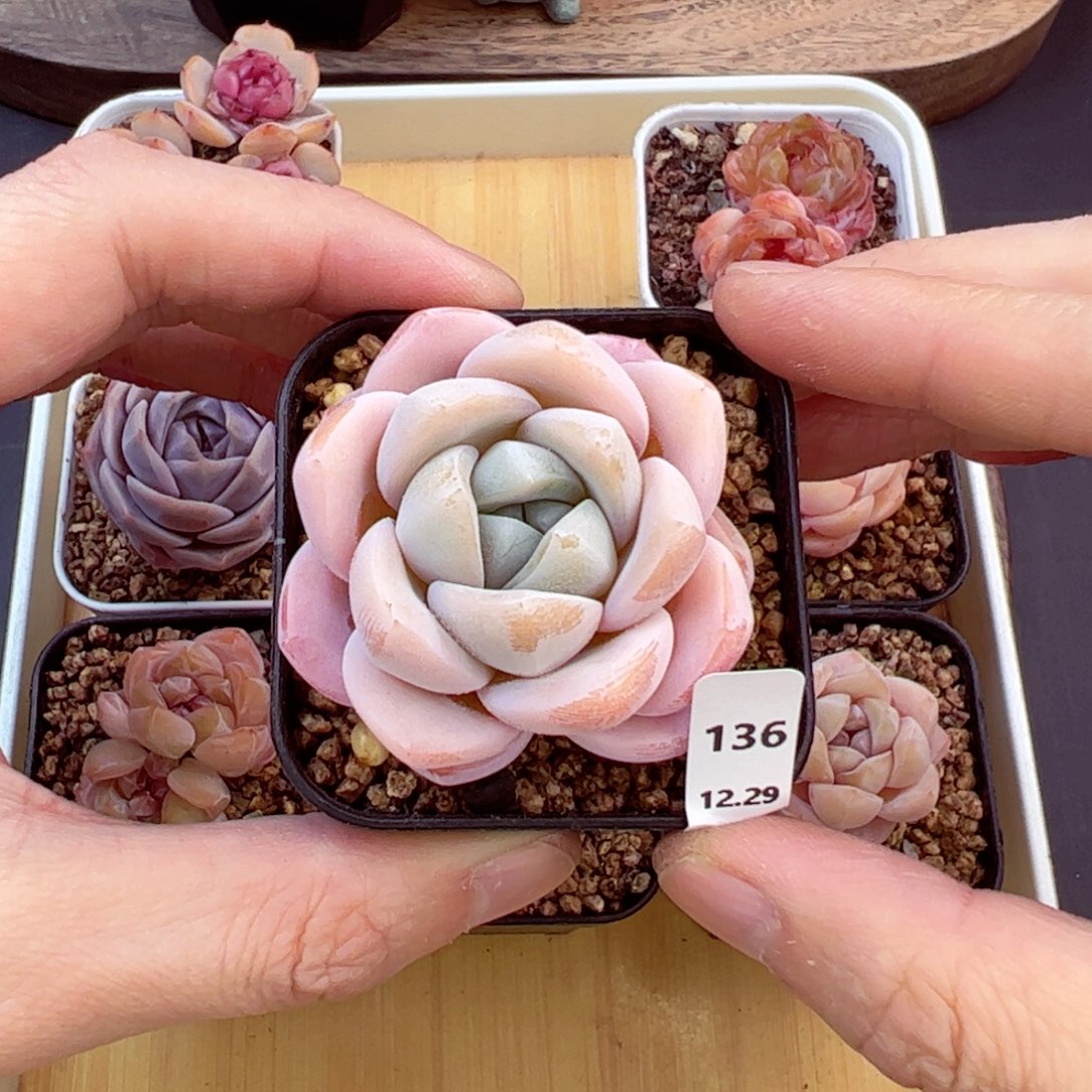 好好看136、哈哈哈哈