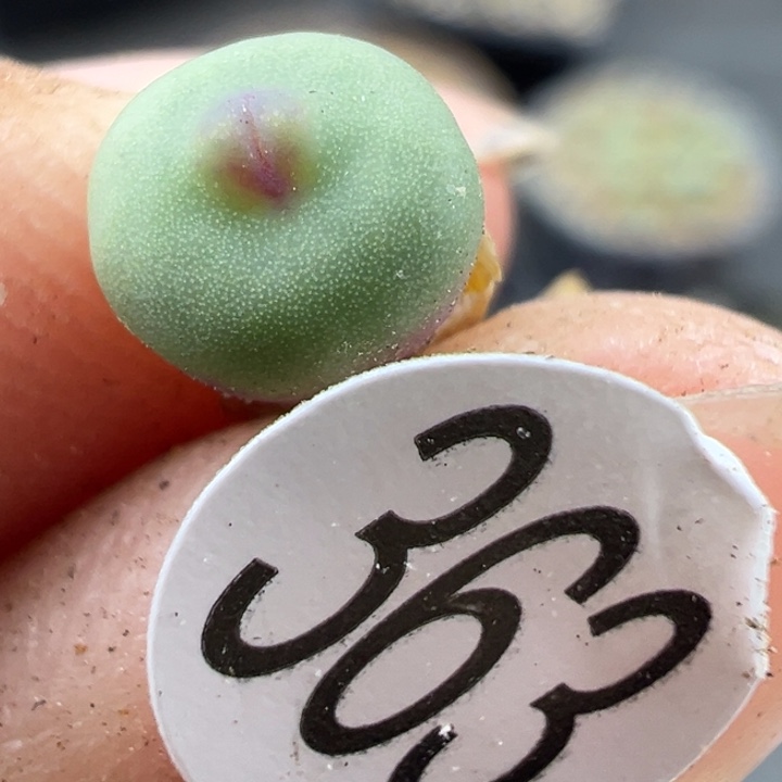 363号12121111221111