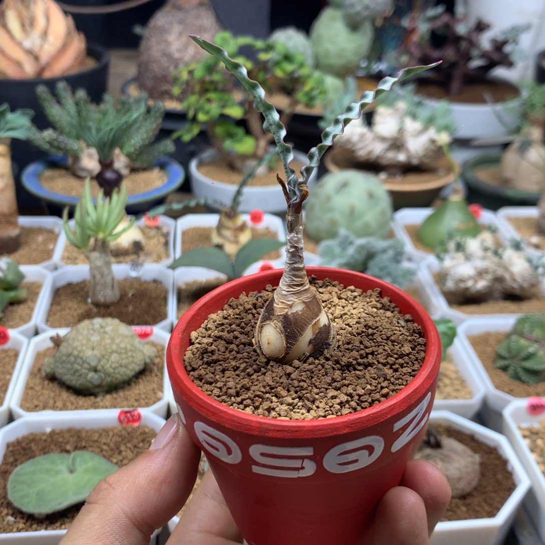 产地波叶血莲多肉带盆