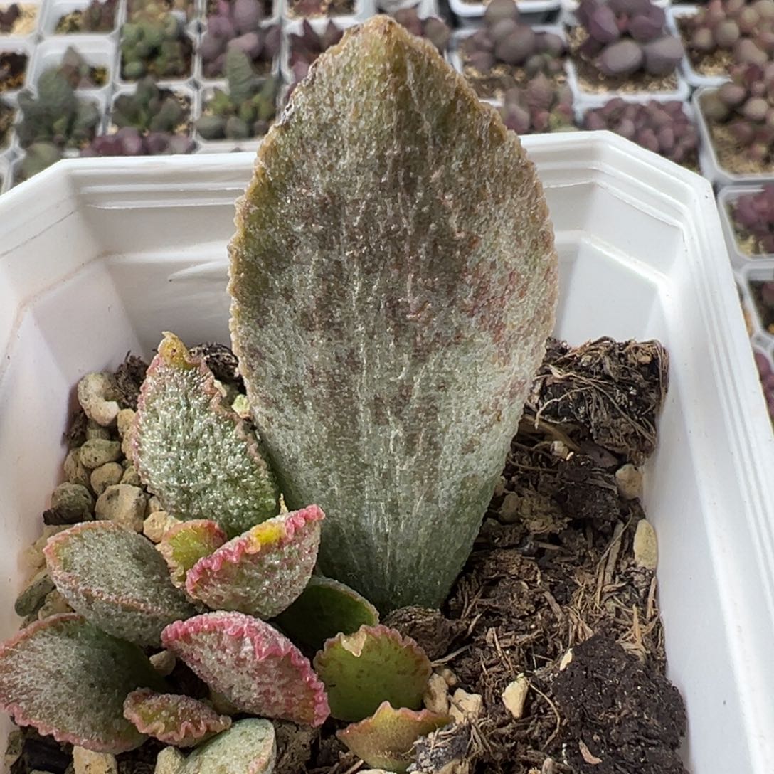 爱丽丝大苗超大母叶多肉植物水泡