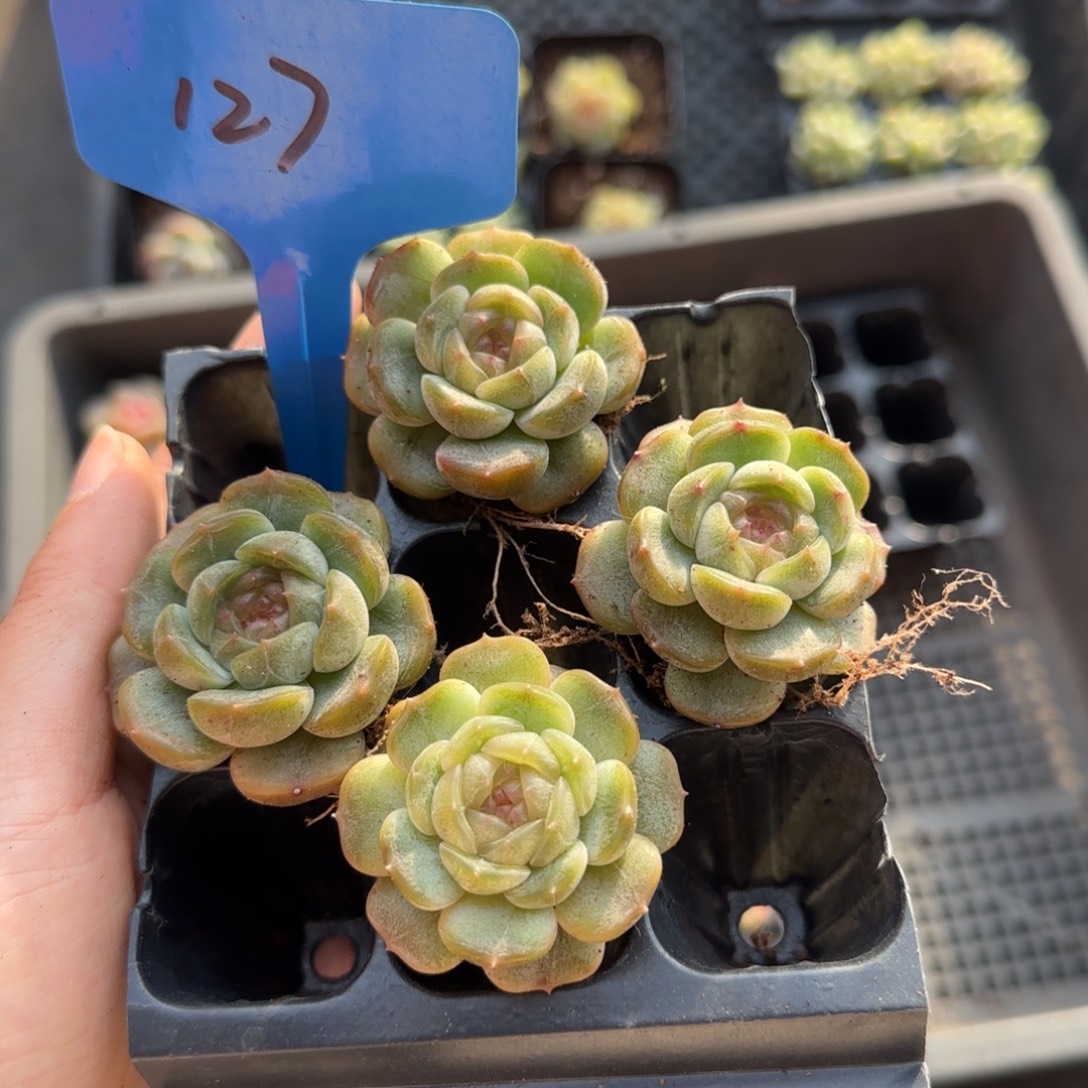 127冰玉哈哈哈哈哈哈哈