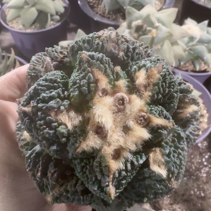 2006大哥斯拉牡丹仙人球