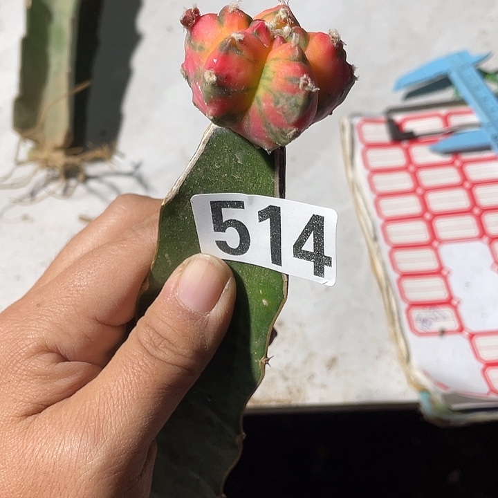 514号三角嫁接虎斑，鸾凤玉锦一颗