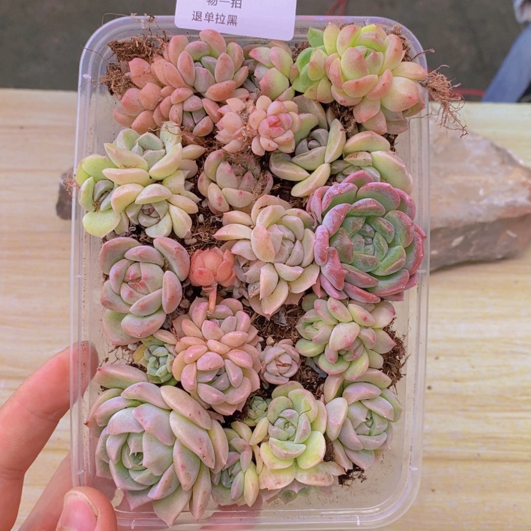 35多肉一物一拍链接