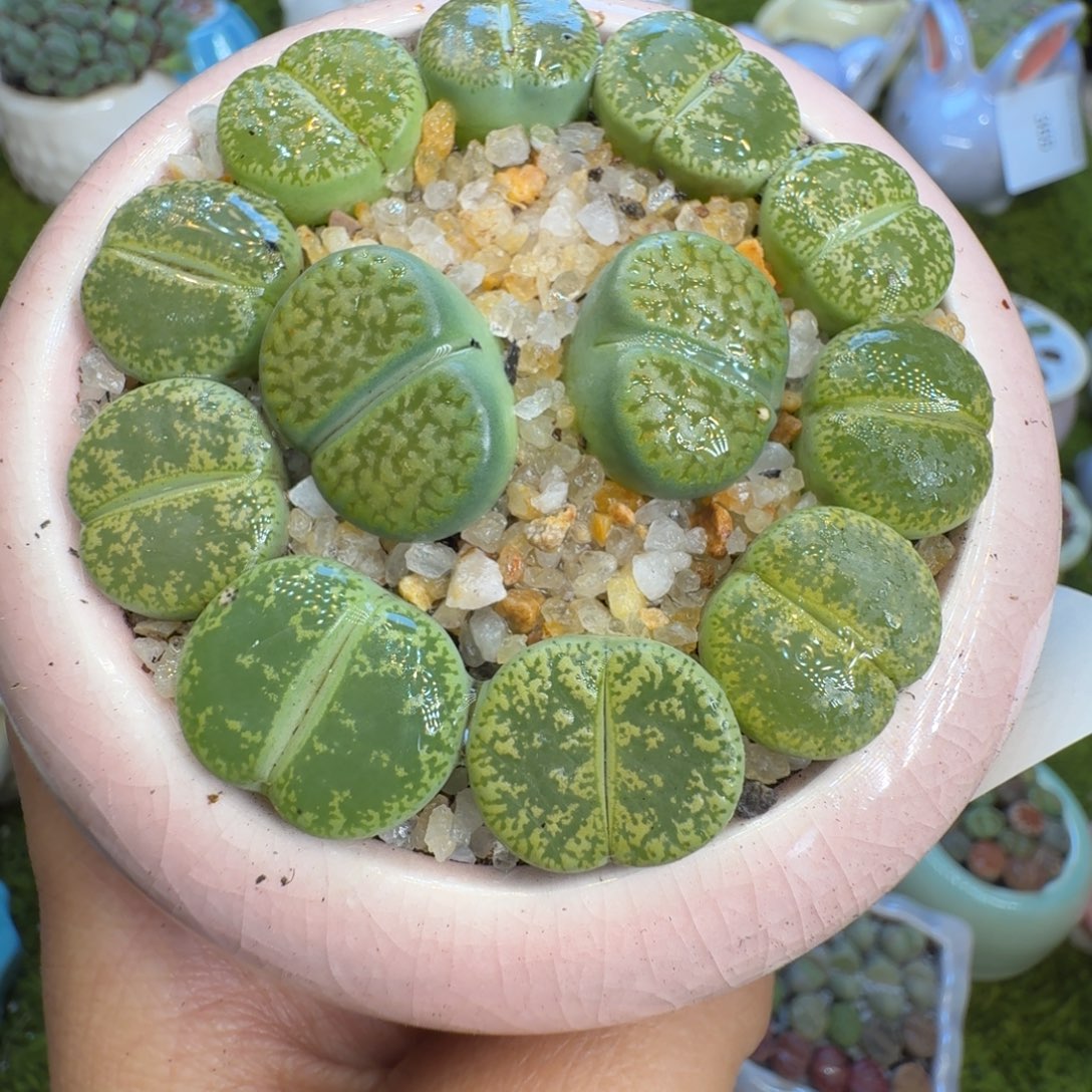 多肉植物福利冲432