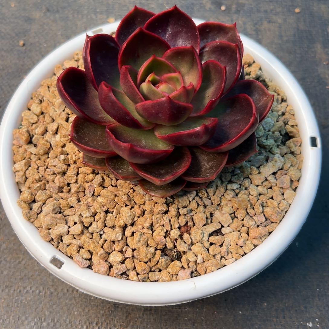 一物一拍链接，红灯单头