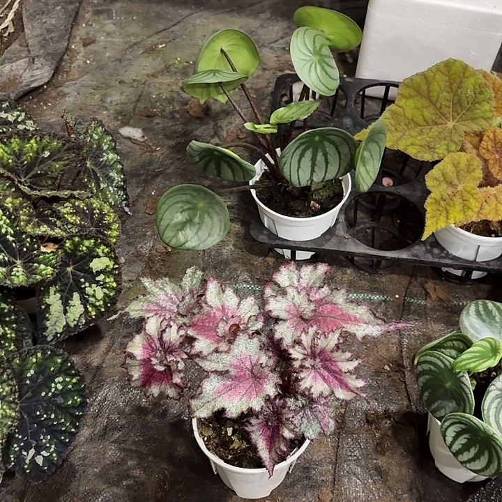 完全开放寒夜霓裳