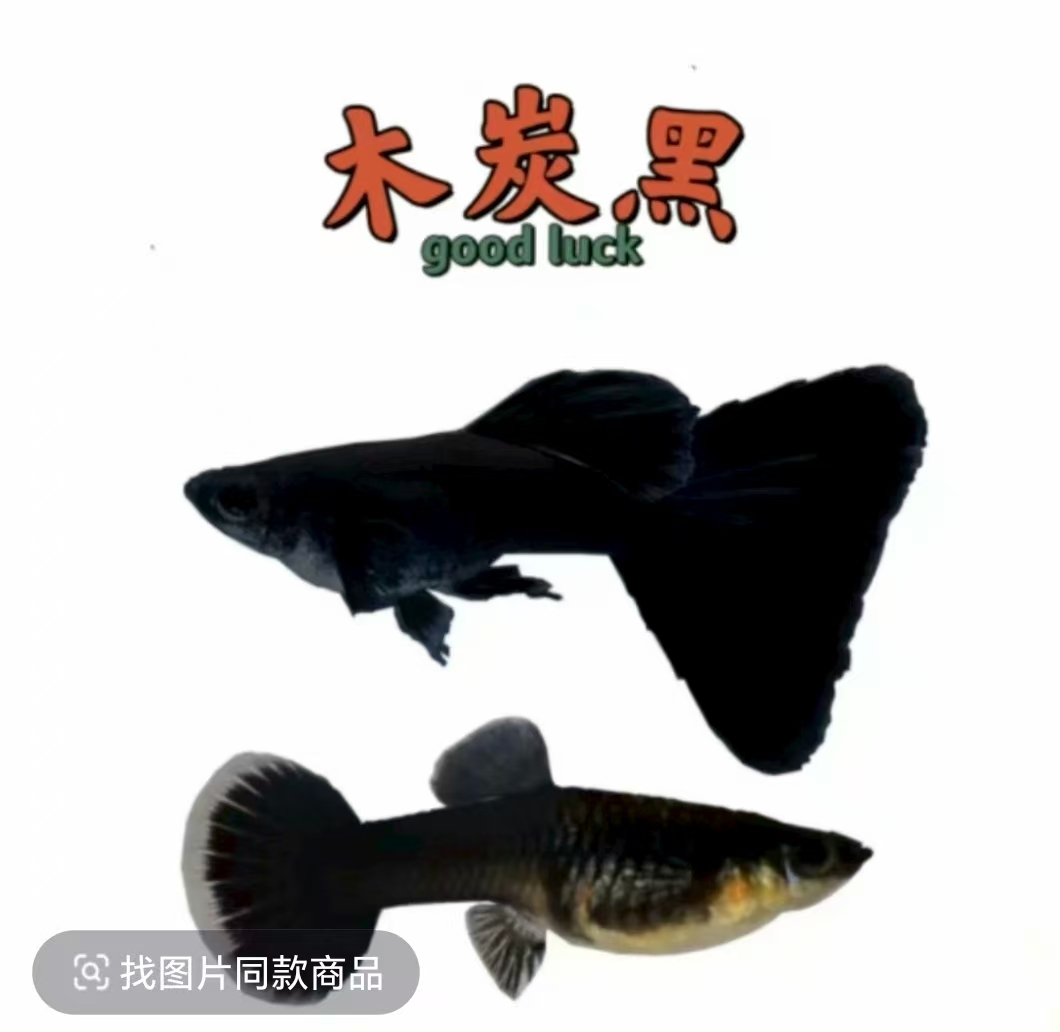 木炭黑孔雀鱼观赏鱼易养易繁殖适合新手热带鱼