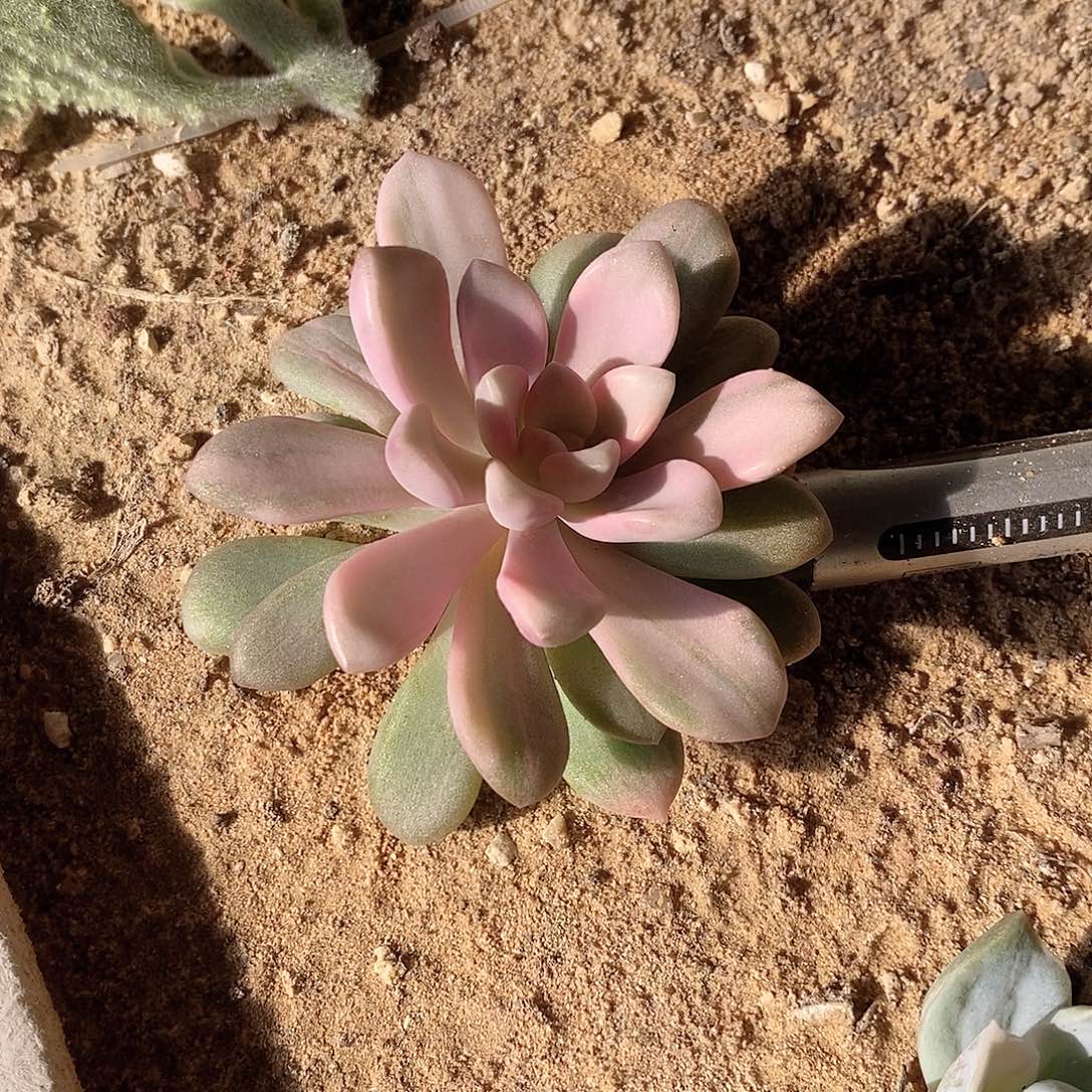 花瓣鹿彩锦多肉植物