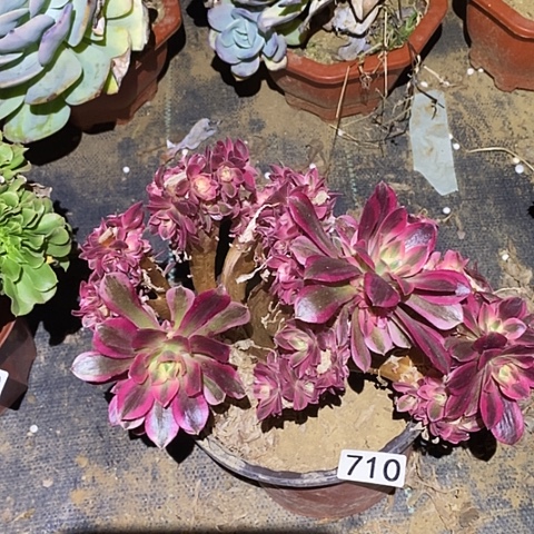 多肉植物法师710女巫朵朵