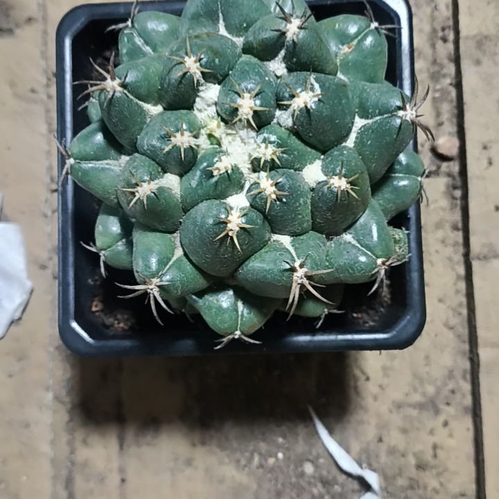 花花世界迷人眼的球球好看