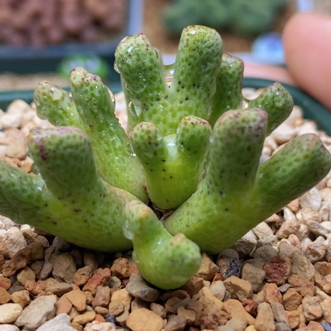 arm714b鹿角arm714b鹿角