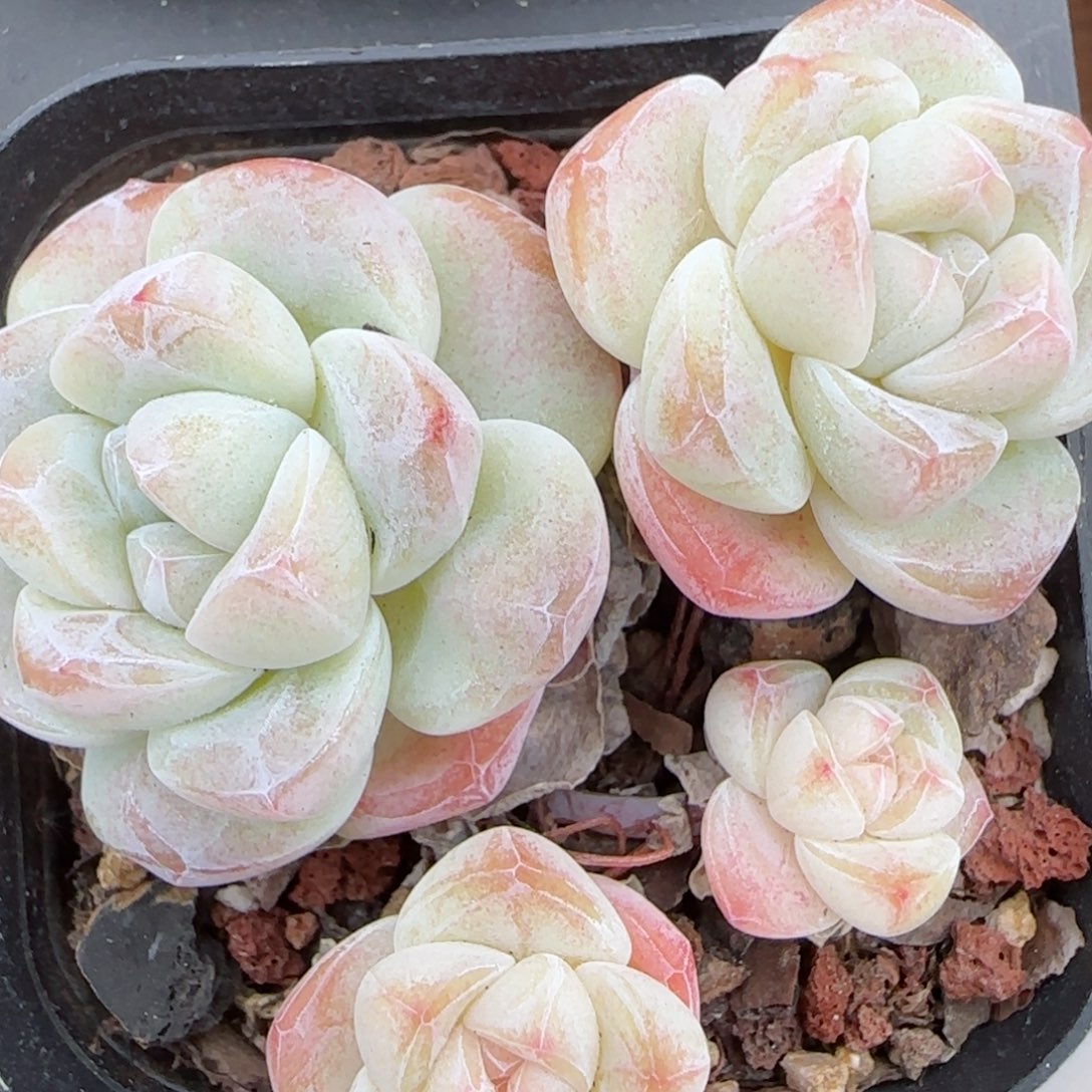 花语逸镜0208-193