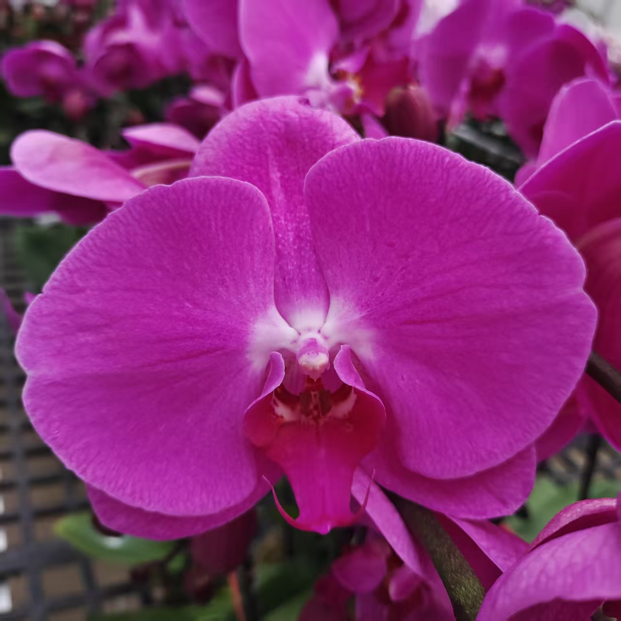 蝴蝶兰【3.5寸牛魔王】大花型 带花发货  花色娇艳 客厅美观 