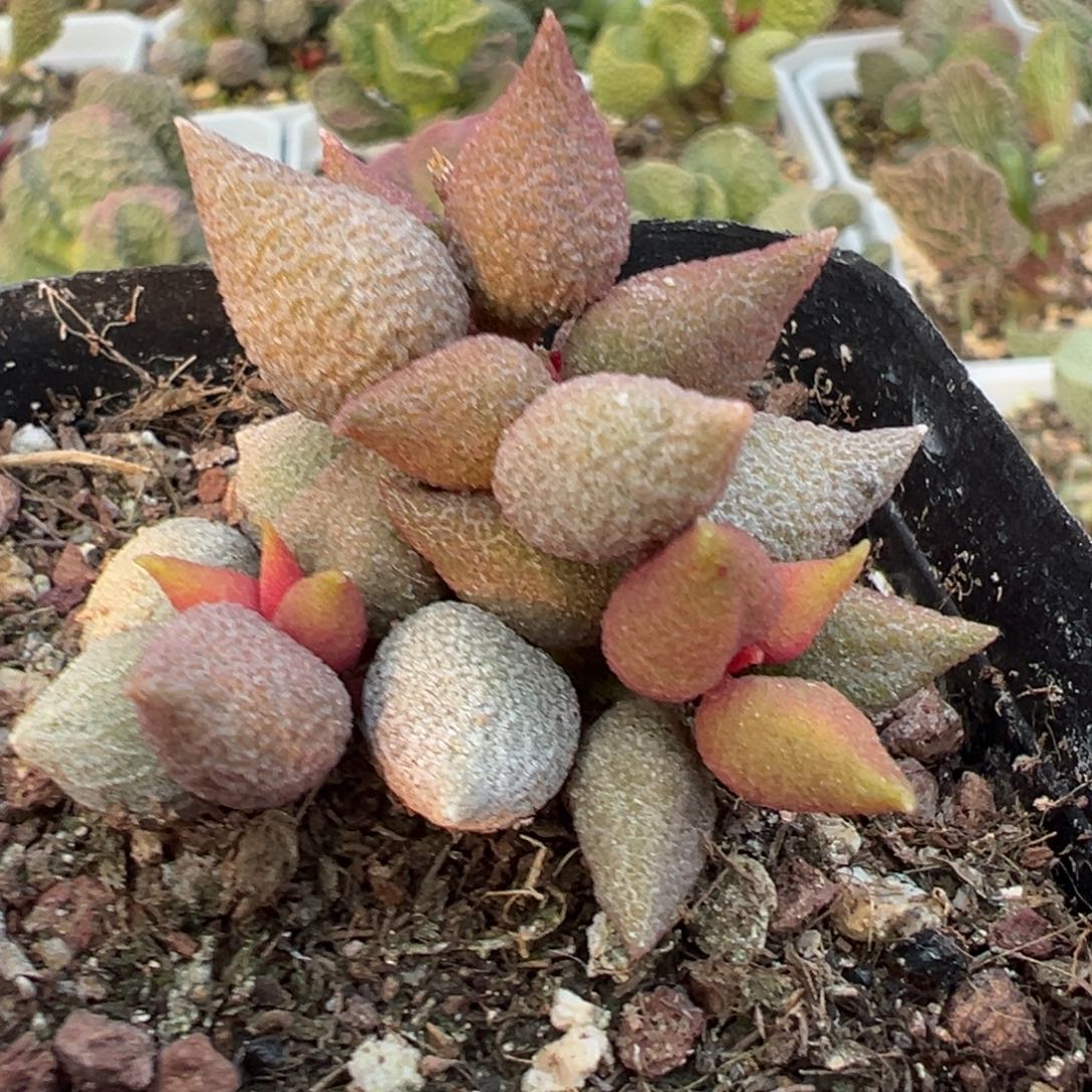 小辣椒多头纯木质桩多肉植物