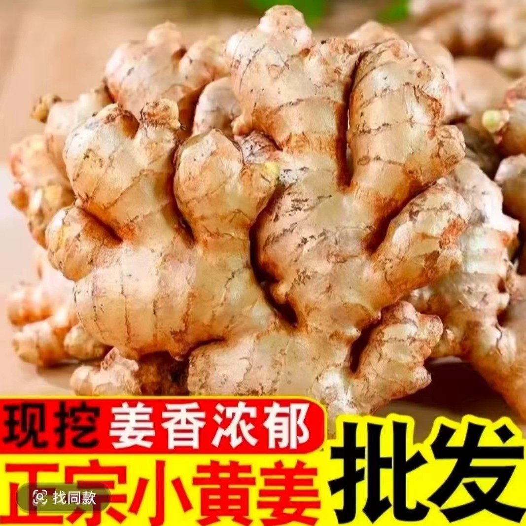 【正宗小黄姜山地种植香味浓郁辛辣适中2025年现挖新老姜云南贵州】