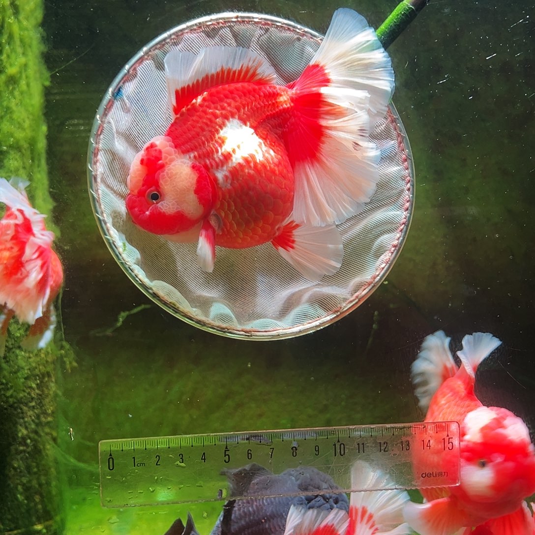 金鱼冷水金鱼百褶泰狮