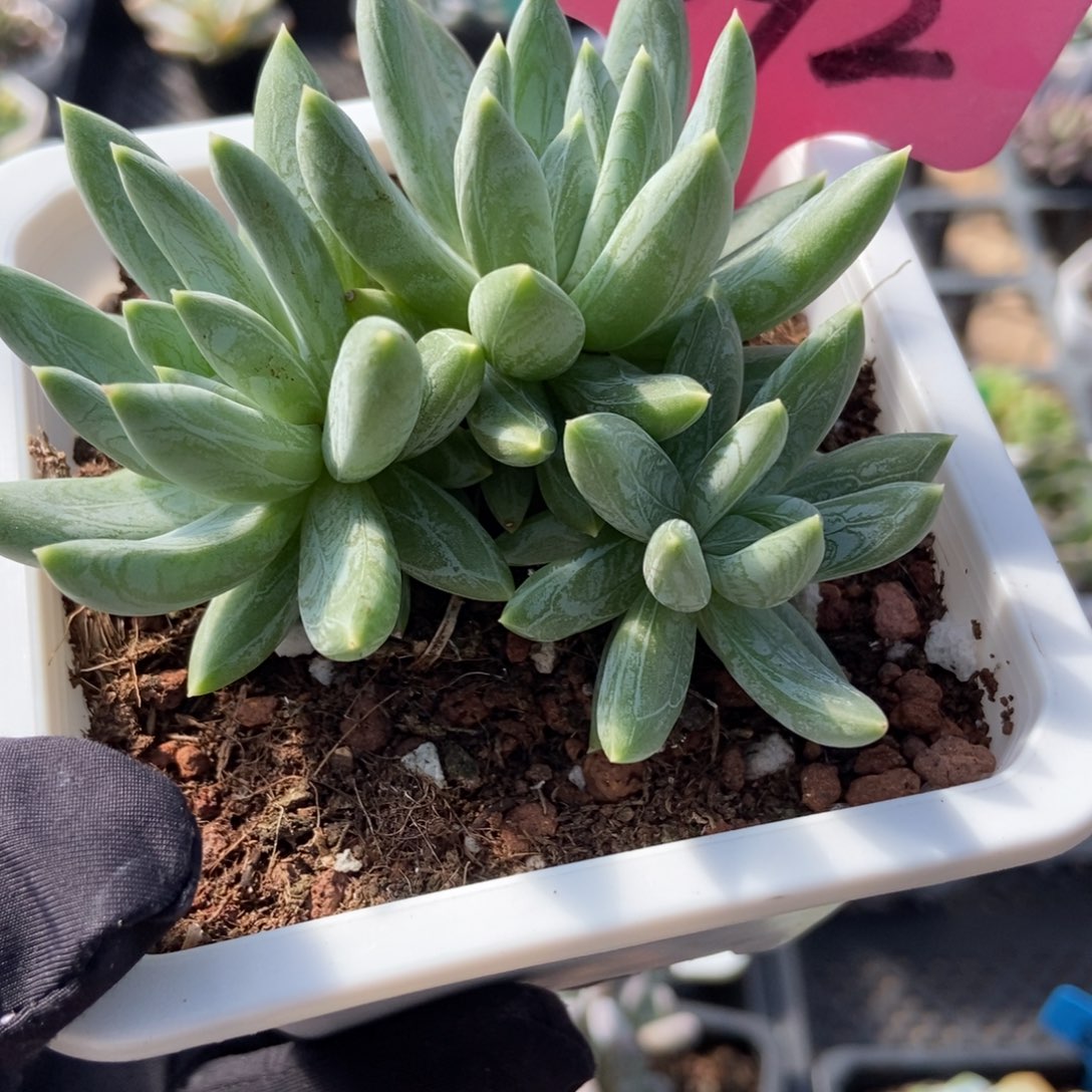 1892水晶蟹爪多肉植物