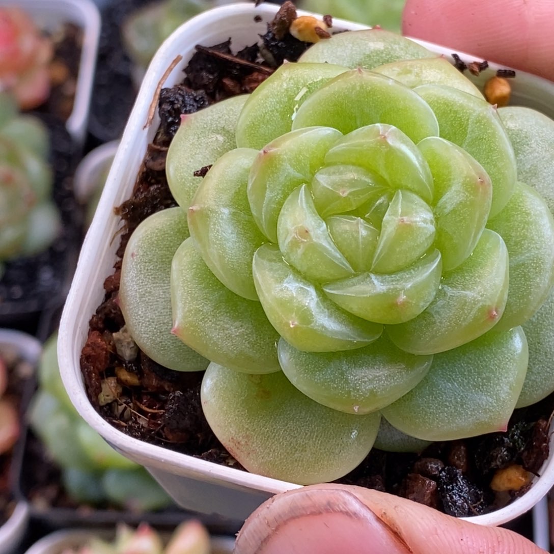 天官赐福百无禁忌