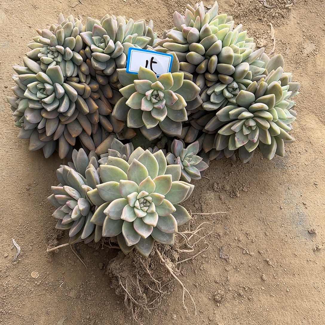 一***花15号淡缀化一物一拍