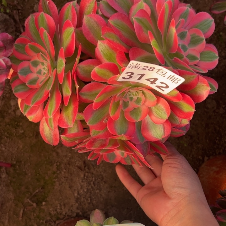 2142女巫多肉植物