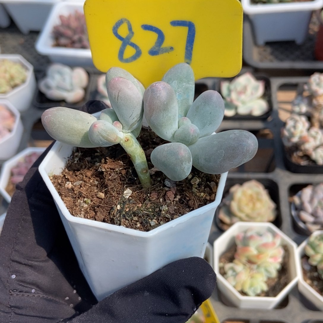 827米可奶多肉植物保护