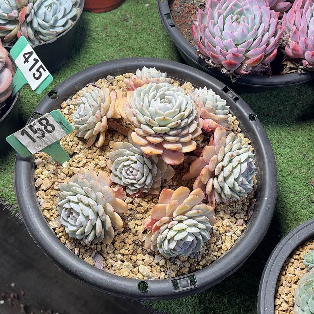 k***y海棠多肉植物保护专业158