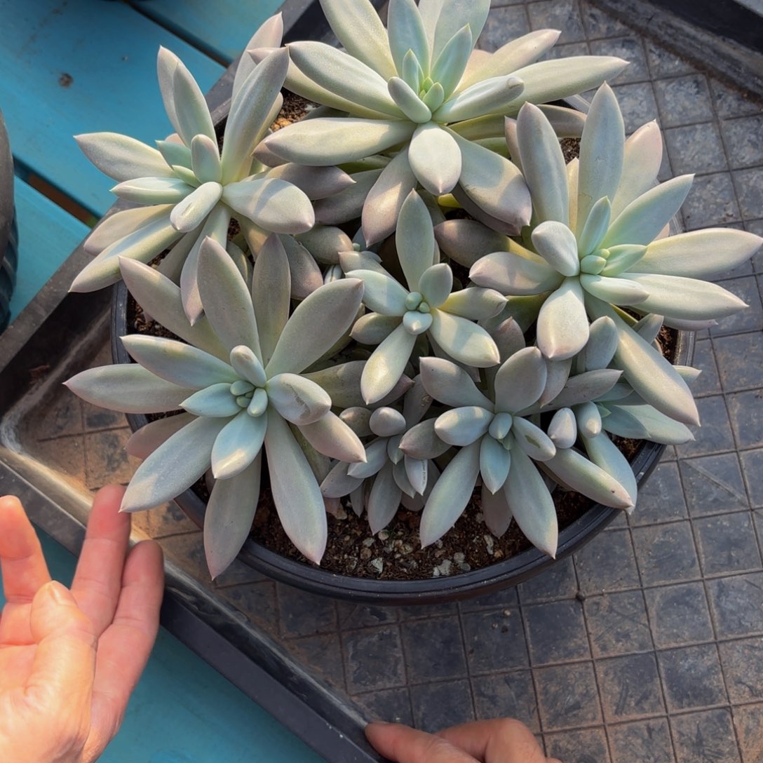 花***轩哥特萝莉多肉植物发货