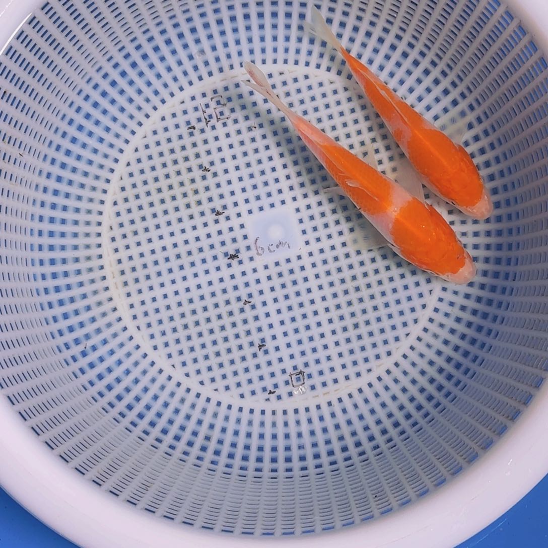益***家海水锦鲤的故事是