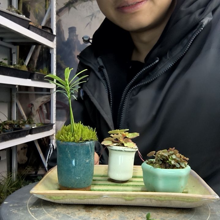 拇指盆三盆随机品种带大陶瓷托盘