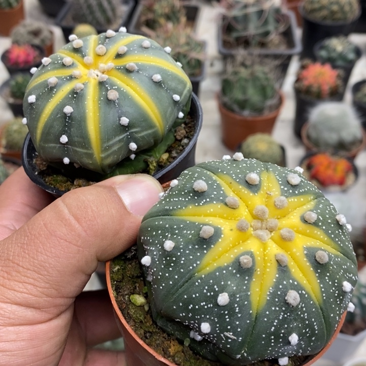 西瓜兜2颗缺水特价