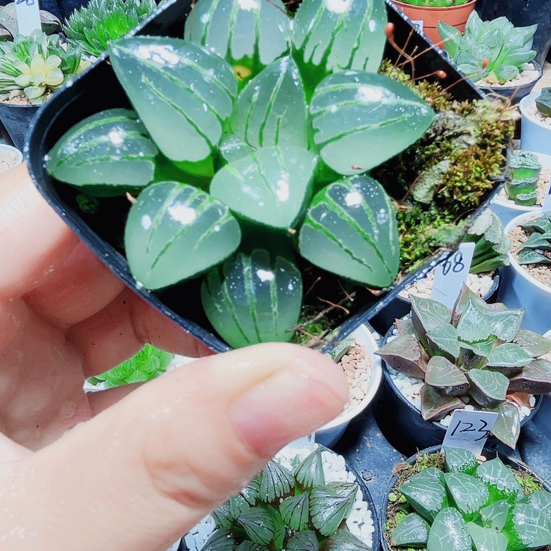 翠虎大冠服多肉植物666