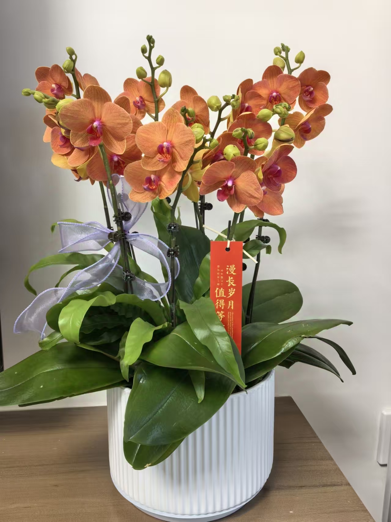 蝴蝶兰【小金桔】室内高端盆栽昆明基地直发