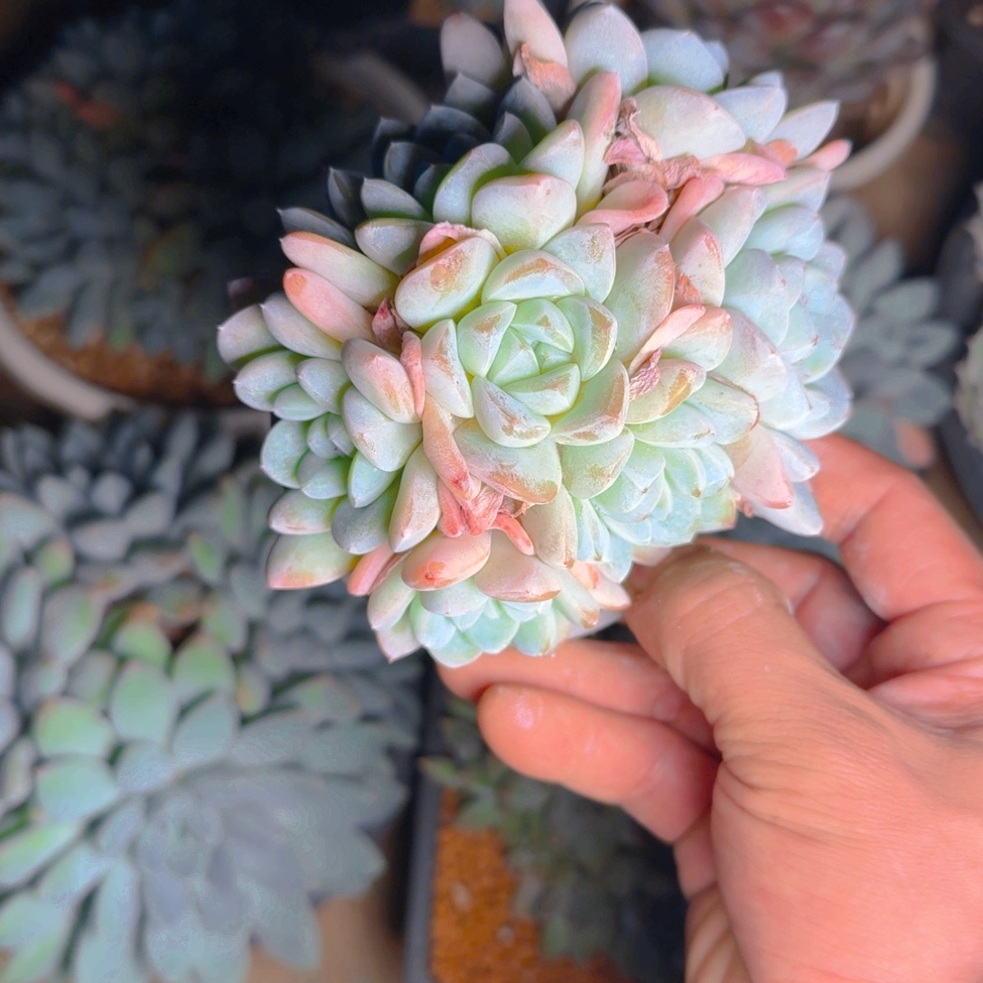 周发货111111111111？