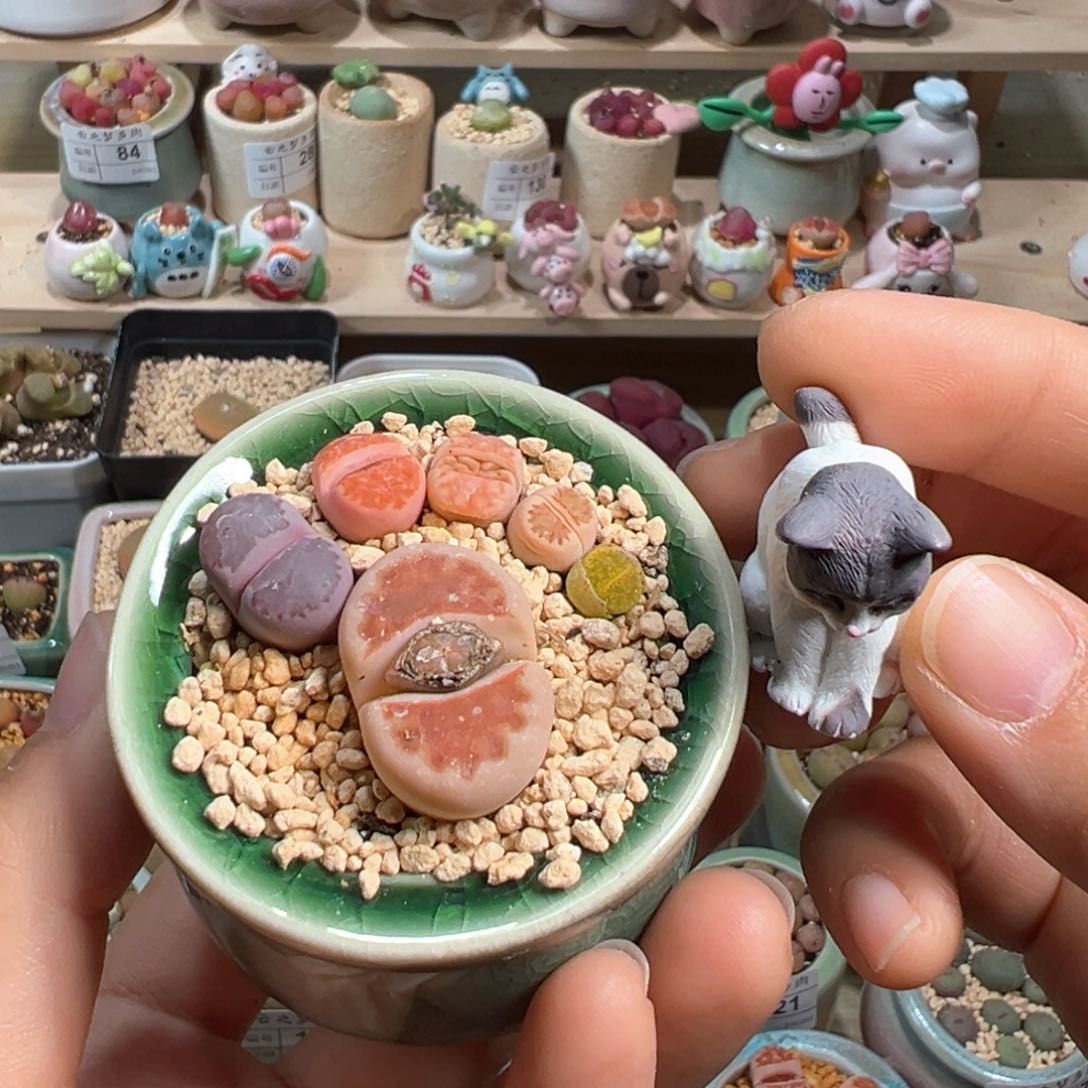 多肉植物134号脚丫子