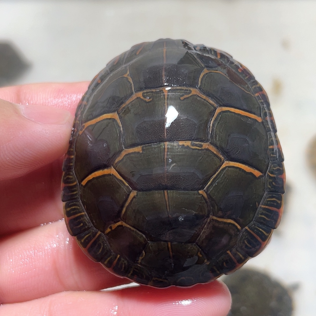 宠物龟不分公母5.6