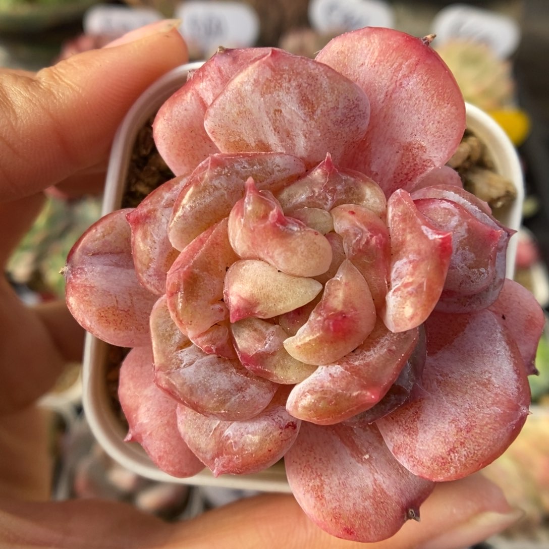 双心糖心石化597号