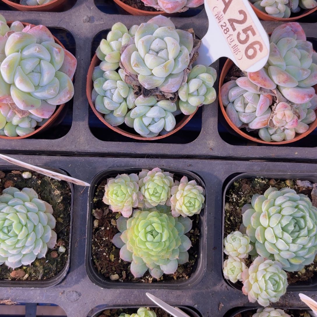 妍****A256冰玉五头一物一拍