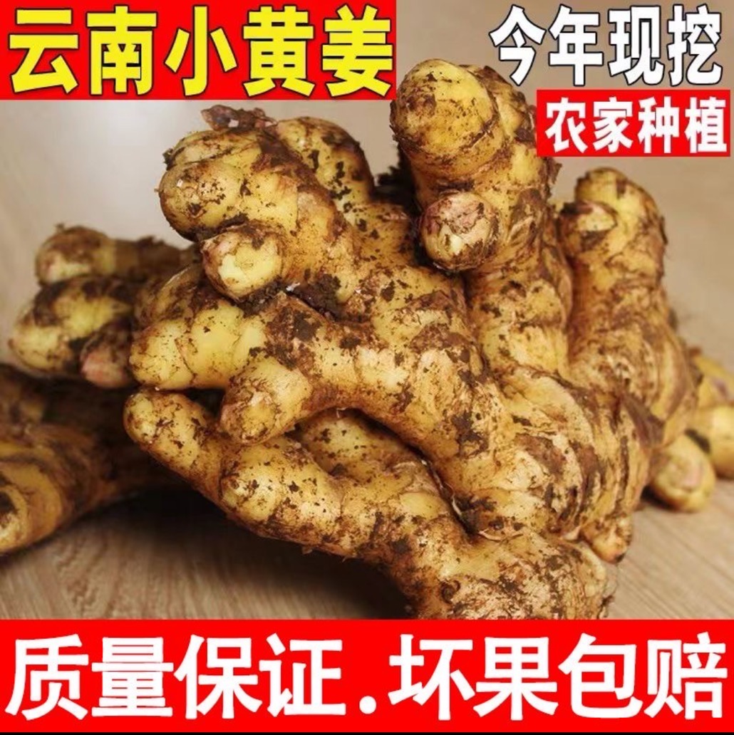 云南正宗小黄姜今年新姜新鲜现挖姜味十足产地直销