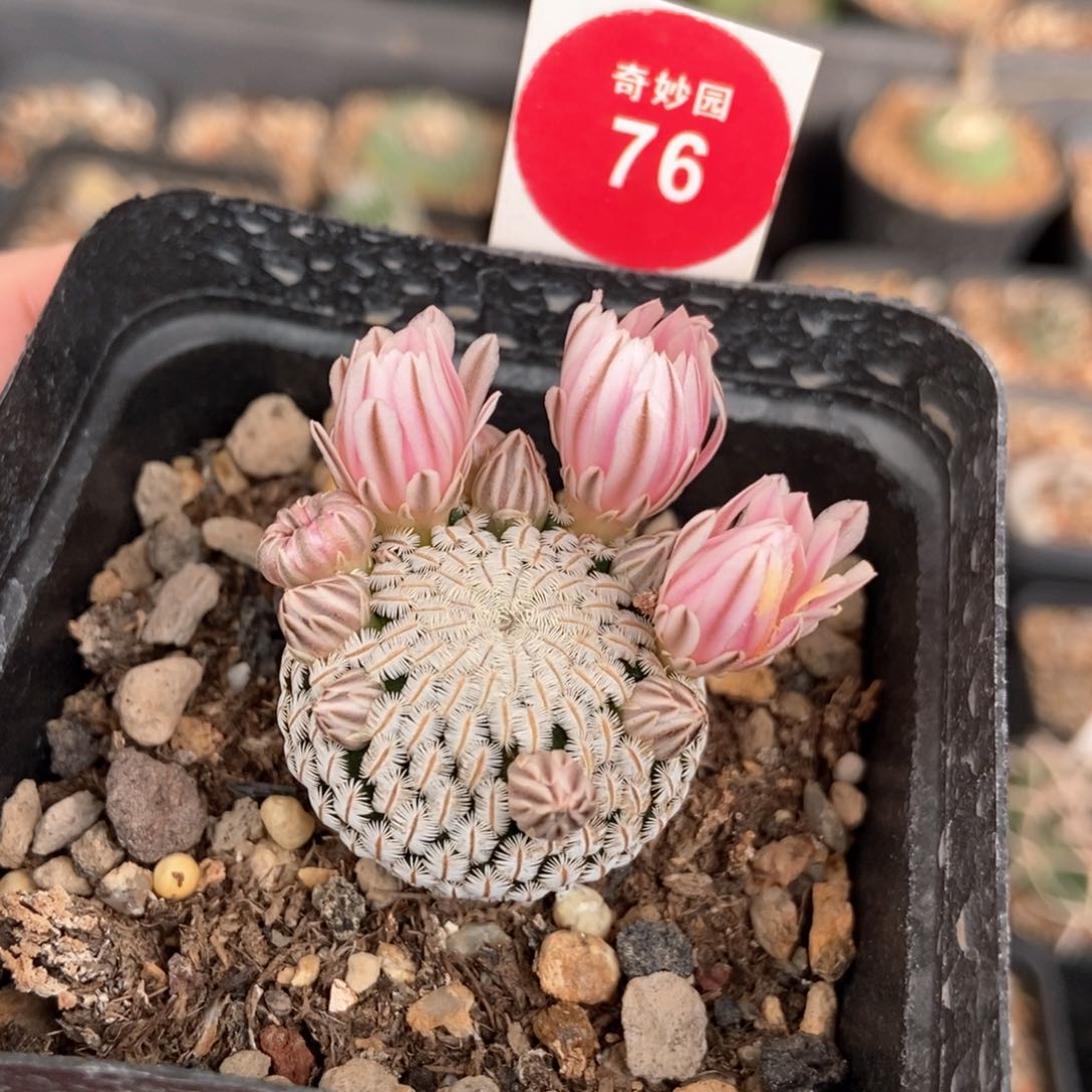 粉花白斜子2.9cm