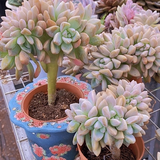 淡雪缀化整桩整板子2盆