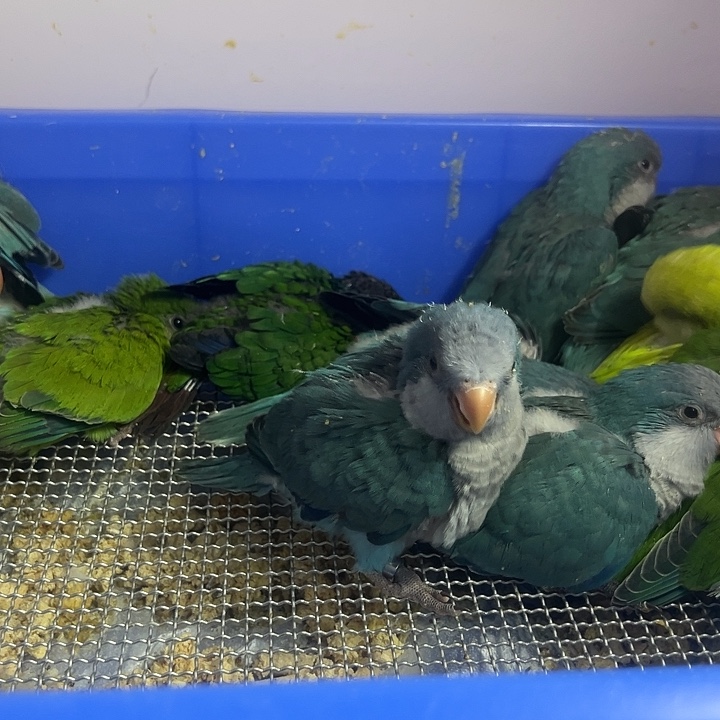 虎皮鹦鹉hj0115鹦鹉蓝