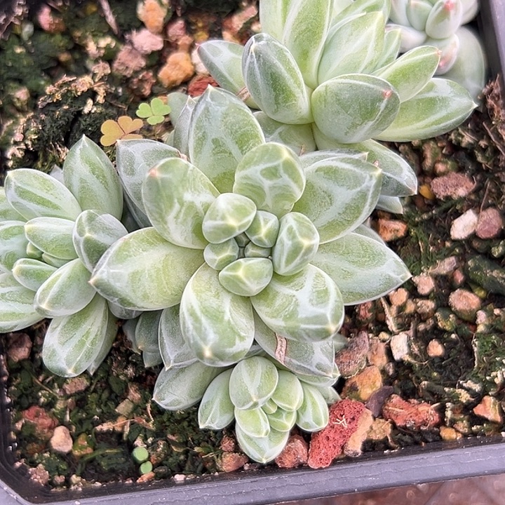 青花瓷大群美人特价