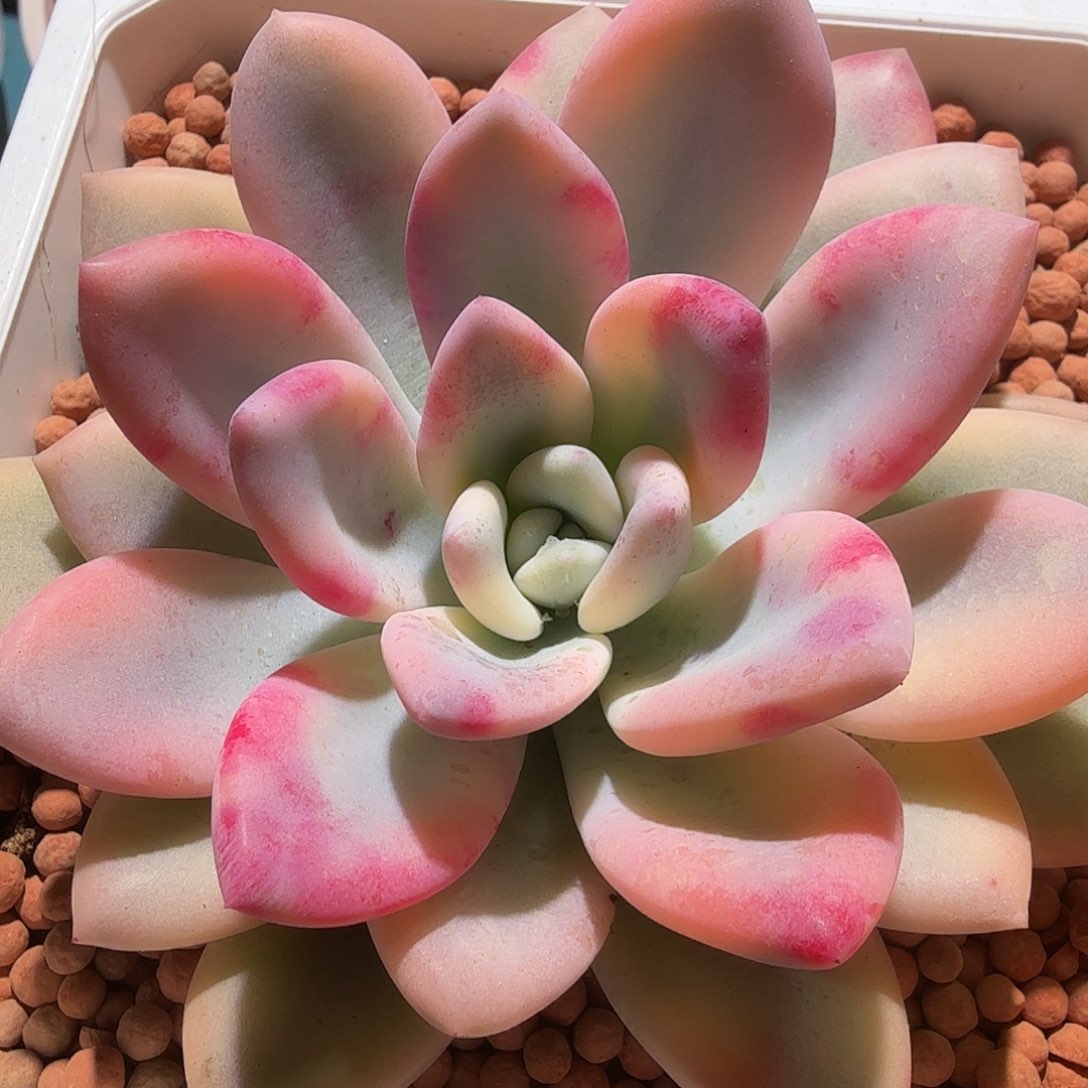 奥普琳娜锦，多肉植物