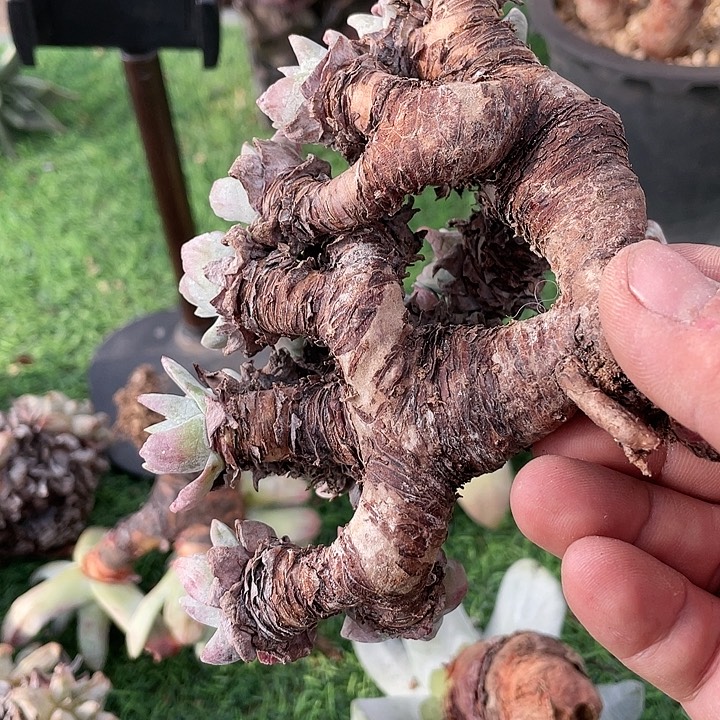 美***板福利粗桩福利粗桩福利