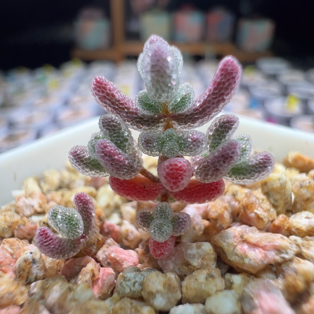 1带1，巨厚巨闪巨透，尺寸很小，251实生粉冰晶拍下不退不换
